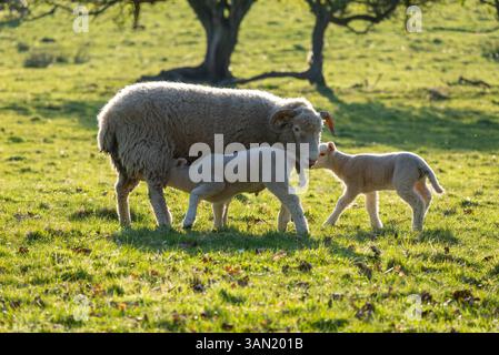 A ewe with lambs in the English countryside in spring sunshine Stock Photo