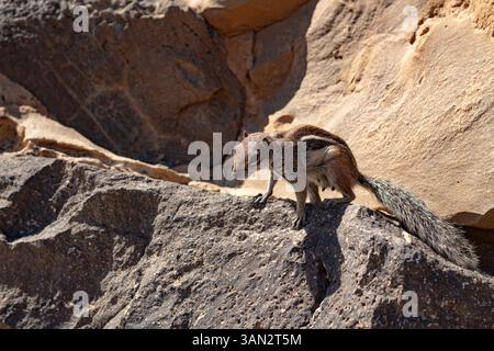 Wild Barbary ground squirrel standing alert on volcanic rock in sunlight. Stock Photo