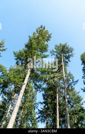 Looking up at tall pine trees against blue sky Stock Photo