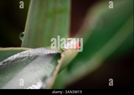 A single water drop on the tip of a green plant leaf Stock Photo