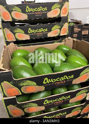 Stack of cardboard crates with fresh avocados from Peru, ready for distribution at a wholesale produce market, fruit export, logistics, food supply Stock Photo