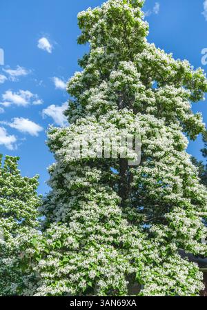 A very tall, majestic Catalpa Tree filled with blooming flowers against a beautiful blue Spring sky in Colorado in the early part of June. Stock Photo