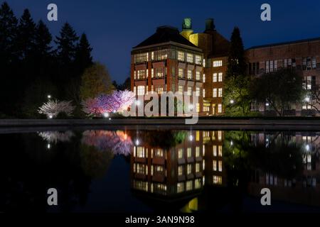 Seattle WA USA - April 7th 2025: UW campus at night with Cherry Blossom