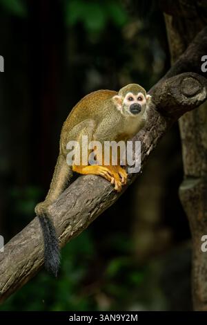 Squirrel monkey perched on a tree branch in its natural forest habitat, alert and curious in the dappled sunlight. Stock Photo