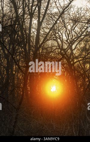 Forest, sunset behind trees, Stuttgart, Baden-Wuerttemberg Stock Photo