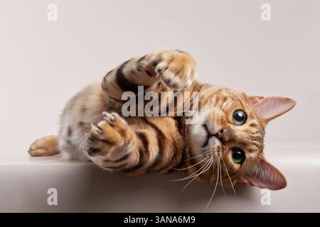 A Bengal cat lies upside down, its eyes wide and bright, creating a playful and engaging expression. Stock Photo