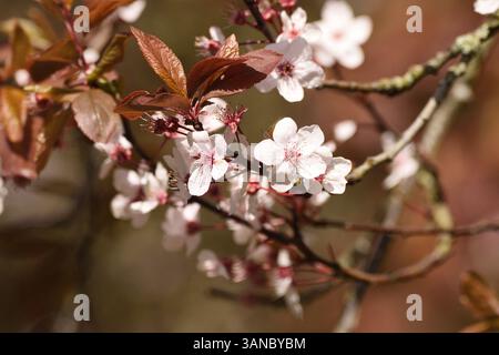 Cherry plum blossoms on a purple leaf cherry plum tree during some early spring sunshine. London, England, UK. Stock Photo