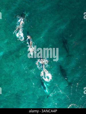 An aerial view of Exmouth, Ningaloo reef Stock Photo - Alamy