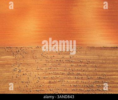 Aerial view of a sheep herd, Bardenas Reales, Spain Stock Photo - Alamy