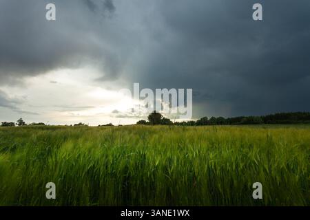 Dark storm clouds over a rural field with green grain Stock Photo