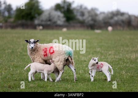 Ewe and two lambs in field in spring, Cotswolds, Gloucestershire, England, United Kingdom, Europe Stock Photo