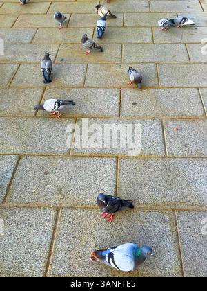 Pigeons on pavement. Stock Photo