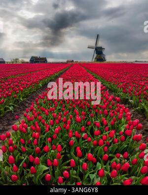 Aerial view of vibrant tulip fields with a charming windmill under a cloudy sky, Obdam, Netherlands. Stock Photo