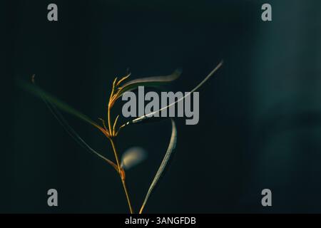 Minimal abstract background for the presentation of a cosmetic product. leaves on a green background. Stock Photo