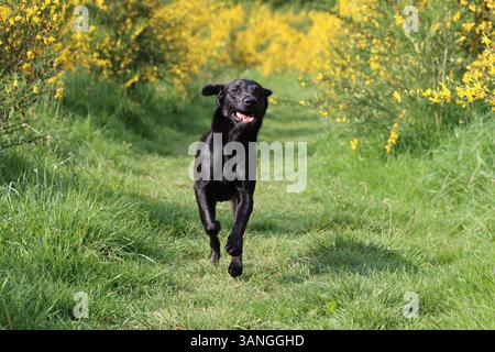 Black Labrador running on grass through gorse. Stock Photo
