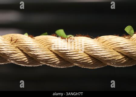 Ants carrying leaves on a rope at Stratford Upon Avon Butterfly Farm Stock Photo