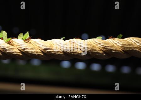 Ants carrying leaves on a rope. Stock Photo