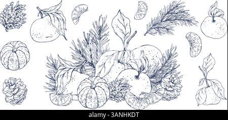 Orange tangerines whole, peeled and sliced with pine branch and cones. Christmas, New Year, Graphic illustration hand drawn in black ink. A set of Stock Vector