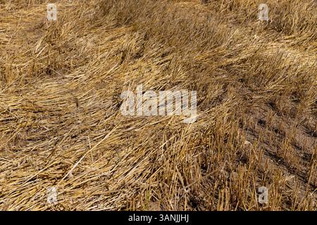 stubble from wheat after harvesting in the summer, beautiful yellow straw and stubble that remained after harvesting cereals in clear weather with a b Stock Photo
