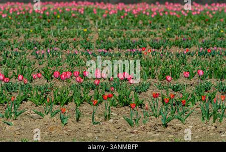 Fields of tulips flourish in the Helmsley Flower Belt, creating a vibrant display of colour in North Yorkshire, UK Stock Photo