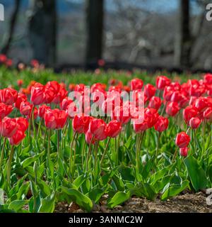Red tulips bloom abundantly across the Helmsley Flower Belt in Yorkshire, showcasing vibrant colors against the lush green leaves in spring. Stock Photo