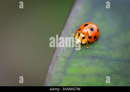 Close-up of a vibrant orange ladybug with black spots crawling on a green leaf edge, captured in sharp macro detail with a soft blurred background. Stock Photo