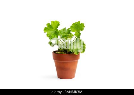 A geranium plant in a clay pot on a white background Stock Photo