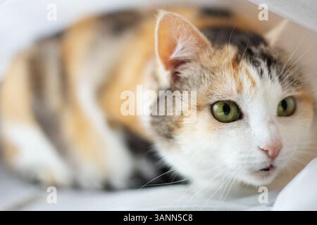 The cat enjoys the sun by the window Stock Photo - Alamy