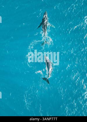 Aerial view of two whales shark swimming in the transparent sea of ...