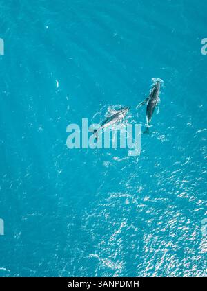 Aerial view of two whales shark swimming in the transparent sea of ...
