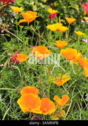 Eschscholzia californica, the California poppy or golden poppy, a flowering plant in the family Papaveraceae with golden yellow or orange flowers Stock Photo