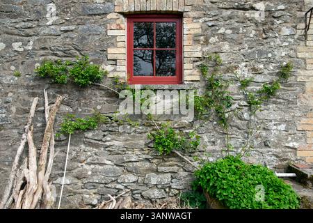 New Dawn rose developing leaves growing against a stone barn wall and small window in rural Wales garden April 2025 spring UK  KATHY DEWITT Stock Photo