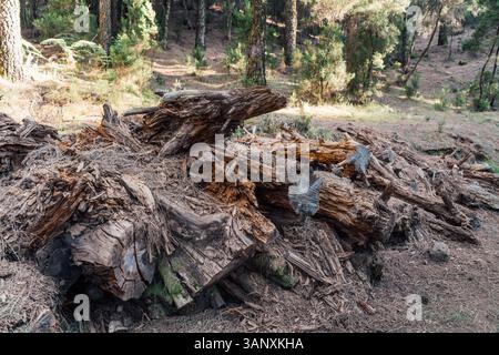 Fallen tree trunks and decaying wood in Tenerife pine forest Stock Photo