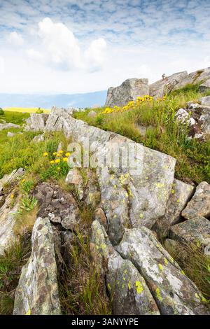 yellow dandelions in the grass among stones. carpathian mountain landscape with rocks on the hillside. highland of ukraine in summer. nature scenery w Stock Photo
