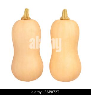 butternut path isolated on white Stock Photo