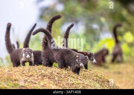 Group of white-nosed coati (Nasua narica),also known as the coatimundi is a species of coati and a member of the family Procyonidae (raccoons and thei Stock Photo