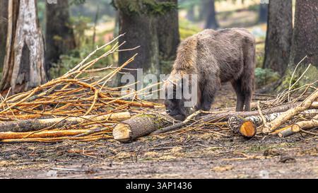 The European bison (Bison bonasus), also known as wisent or the European wood bison foraging in mountain forest habitat Stock Photo