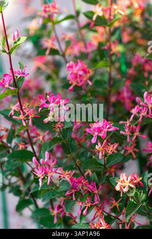 Close-up of radiant pink honeysuckle flowers with yellow stamens surrounded by deep green leaves. Stock Photo