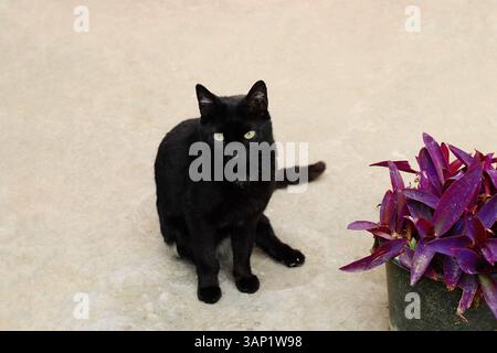 Black cat with green eyes sitting on the ground beside a pot of purple plants. Clean, minimal concrete background. Stock Photo