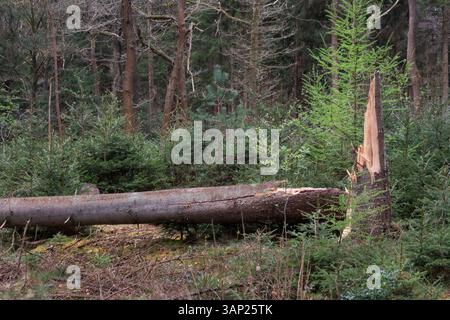 Storm damage: cracked pine tree in a forest Stock Photo