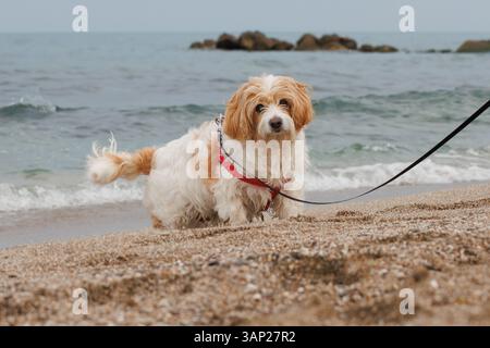 Cavachon dog looking at the camera during a walk on the dogs beach Agua Amarga, Alicante, Spain Stock Photo