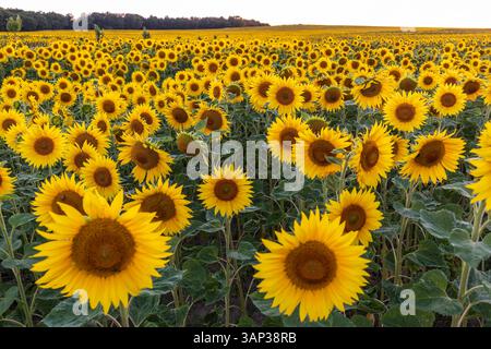 Feld mit SonnenblumenHelianthus annuus in Blüte, bei Priestewitz, Sachsen, Deutschland *** Field with sunflowers Helianthus annuus in bloom, near Prie Stock Photo