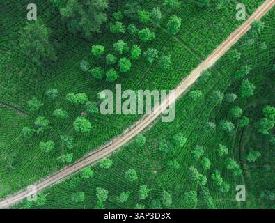 Aerial view of the serene Ramgarh Tea Garden surrounded by lush hills ...