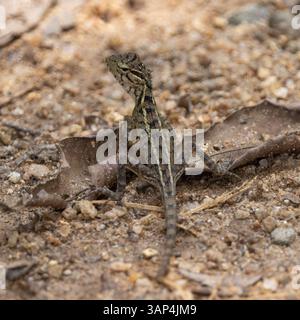 An Indian Garden Lizard on a tree in Sri Lanka Stock Photo