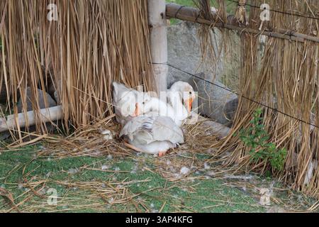 A pair of nesting geese and their eggs Stock Photo