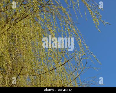 Foliage and branches of a weeping willow with first green leaves and tender branches Stock Photo