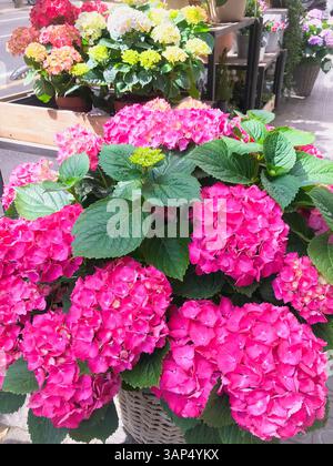 Vividly colored hydrangeas in full bloom Stock Photo