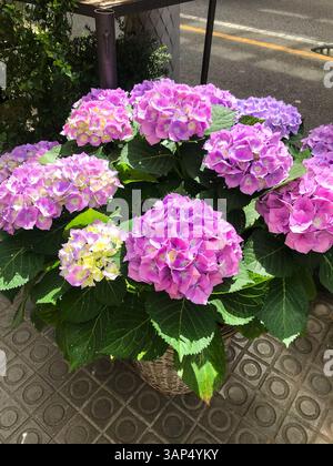 Vividly colored hydrangeas in full bloom Stock Photo