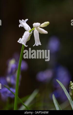 A White Bluebell flowering in a dark woodland alongside the traditional Blue flowers, Worcestershire, England. Stock Photo