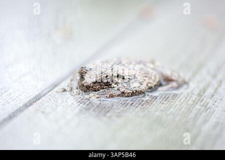 A Gray Treefrog (Hyla versicolor) lying flat on a deck outdoors in the rain Stock Photo